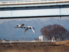 アクロバット飛行？