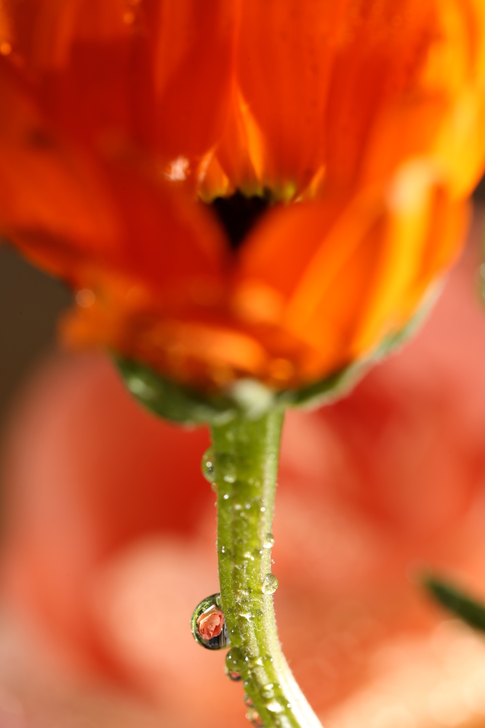 水中花　２