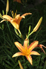 ぐんまﾌﾗﾜｰﾊﾟｰｸ　　ﾉｶﾝｿﾞｳ