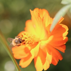 ミツバチ目線？