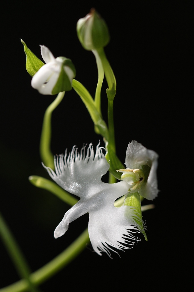 二輪目　さぎそう　が　さきそう