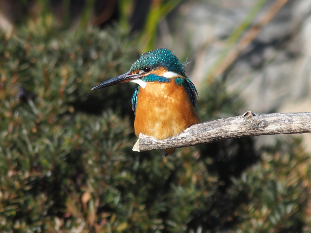 M10S3801　　 きょうの　カワちゃん