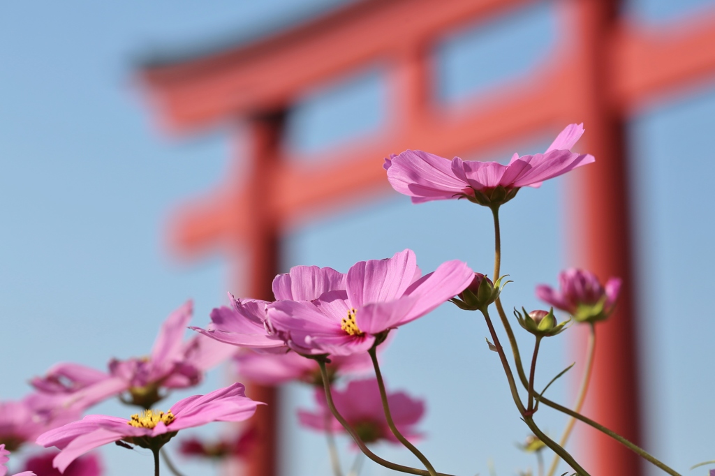 鳥居　＆　コスモス