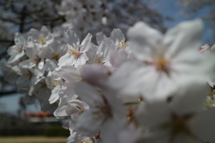 ＥＯＳ－Ｍ３　テスト撮影　４