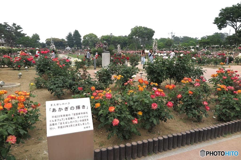 前橋敷島公園　ばら園　５