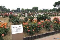 前橋敷島公園　ばら園　５
