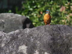 456式対野鳥速射キャノン砲　で　背伸びカワちゃん　捕獲！