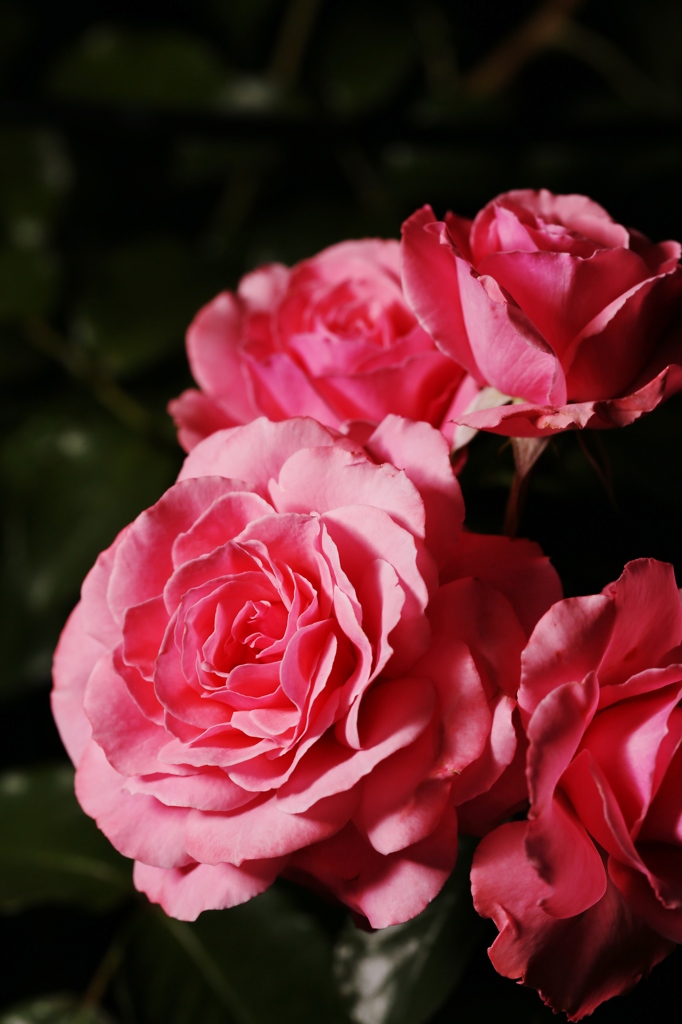 咲きほこる　ばら