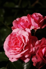 咲きほこる　ばら