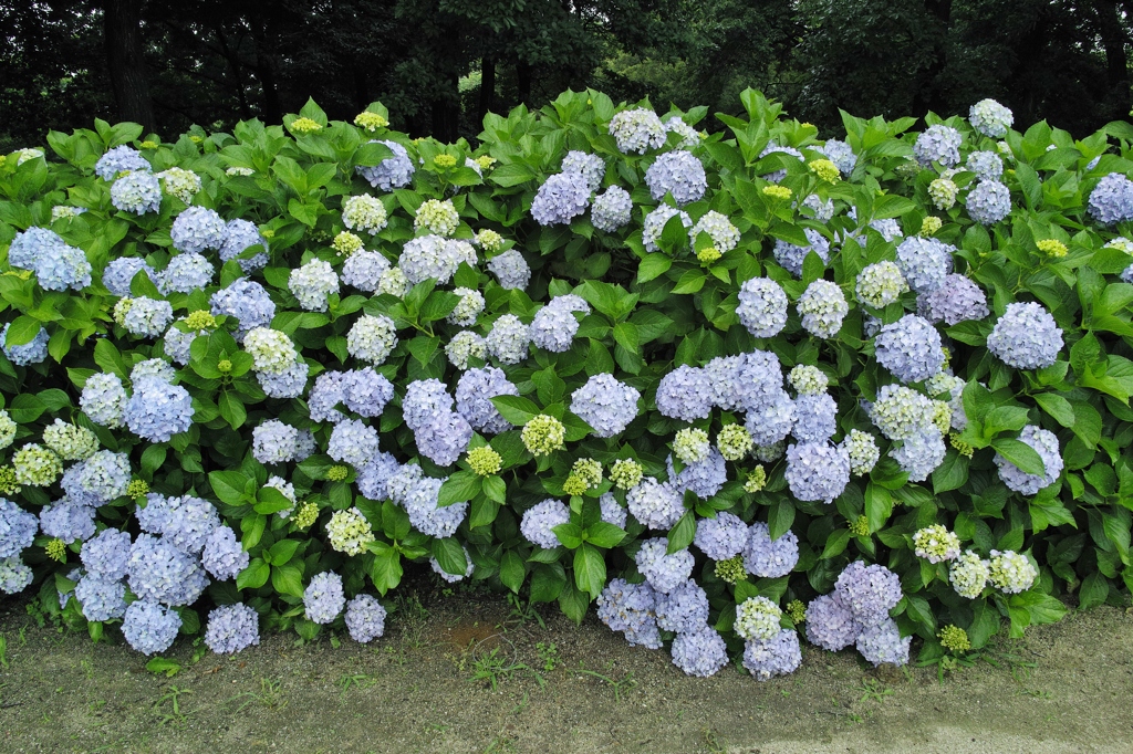 みんなが　主役！！