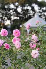 バラ園