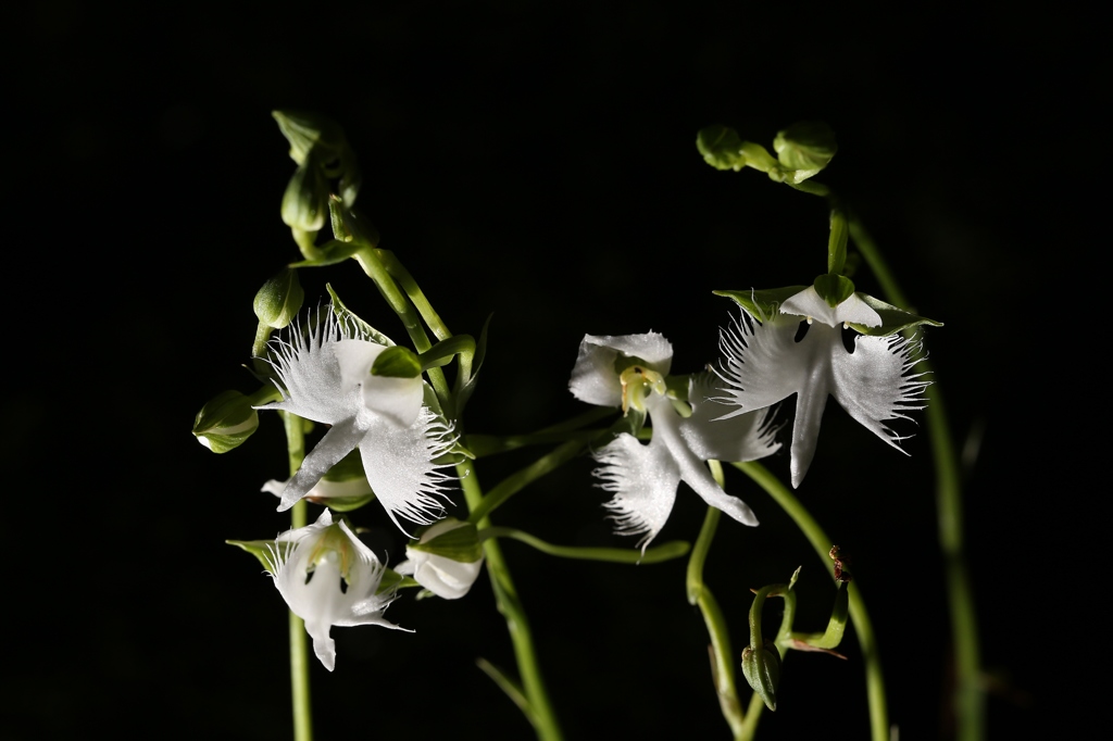 つぎつぎに　開花