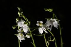 つぎつぎに　開花