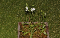 かわいい　鷺草