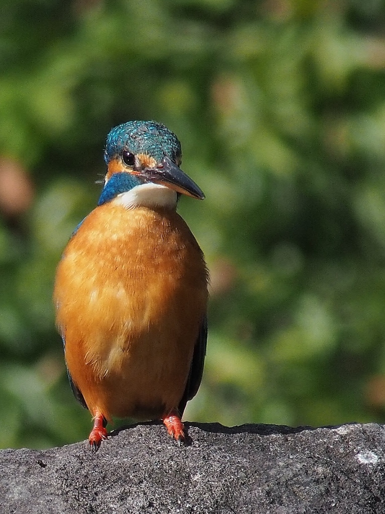 背伸び？　カワちゃん