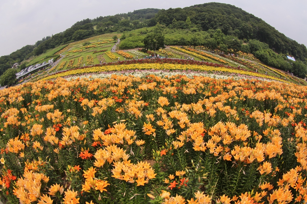 太田吉沢ゆりの里　１０