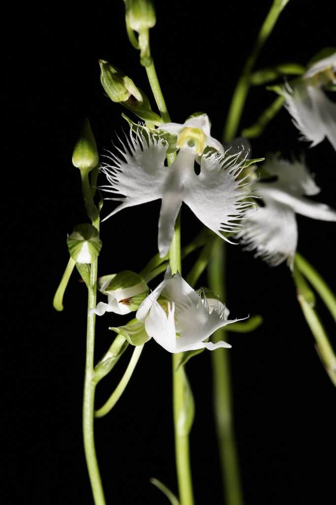 リモートフラッシュ