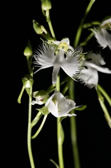 リモートフラッシュ