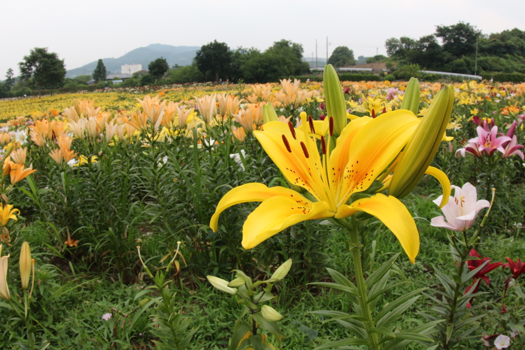 太田吉沢ゆりの里　９