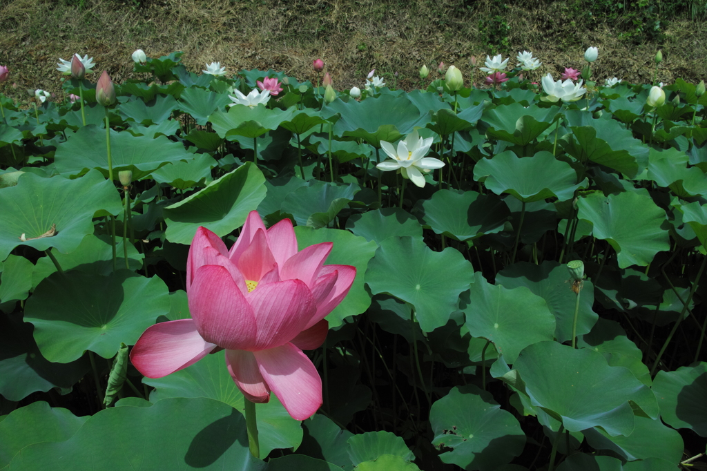 あかぼり蓮園　３