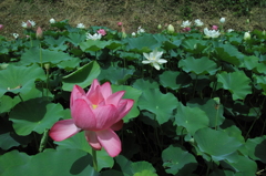 あかぼり蓮園　３