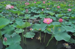 あかぼり蓮園　２