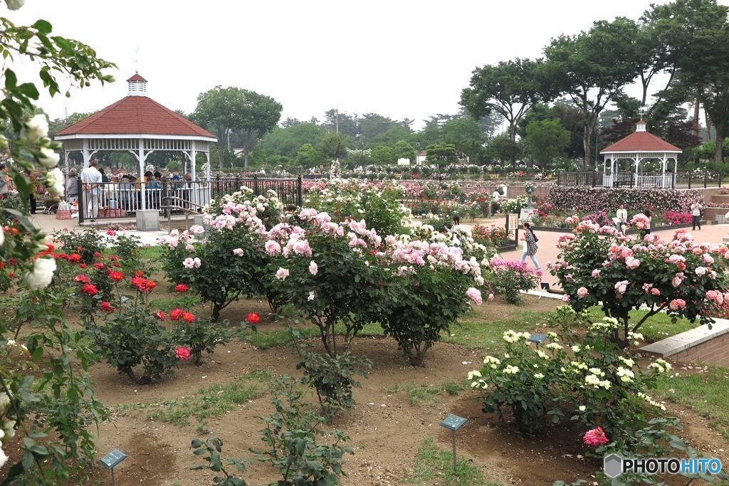 前橋敷島公園　ばら園　１