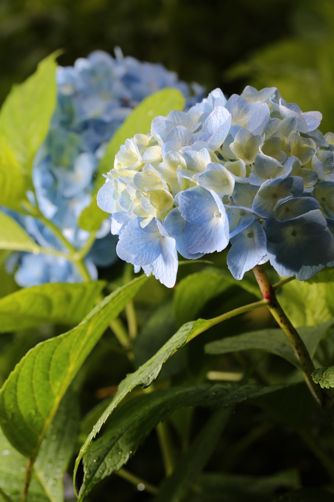 水を得た　ア　ジ　サ　イ