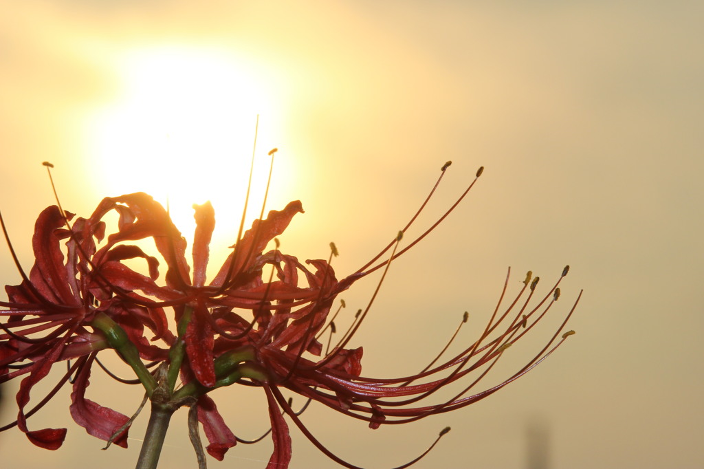 曼珠沙華　７