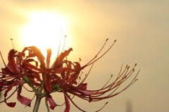 曼珠沙華　７