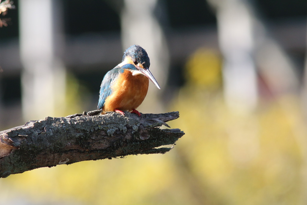 　 きょうの　カワちゃん　456式対野鳥速射キャノン砲使用
