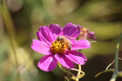 一心不乱に　花粉収集中