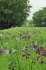 雨　が　お似合い