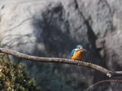 456式対野鳥速射キャノン砲使用　　 きょうの　カワちゃん