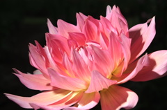 ぐんまﾌﾗﾜｰﾊﾟｰｸ　　ダリヤ