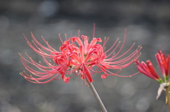 曼珠沙華　２