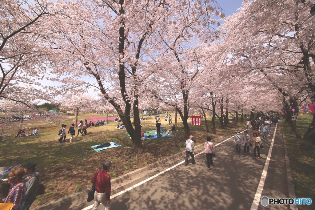 さくら　前橋市　千本桜　１