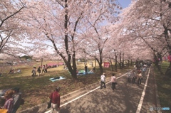 さくら　前橋市　千本桜　１