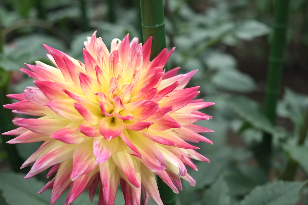 ぐんまﾌﾗﾜｰﾊﾟｰｸ　　ダリヤ