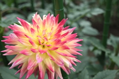 ぐんまﾌﾗﾜｰﾊﾟｰｸ　　ダリヤ