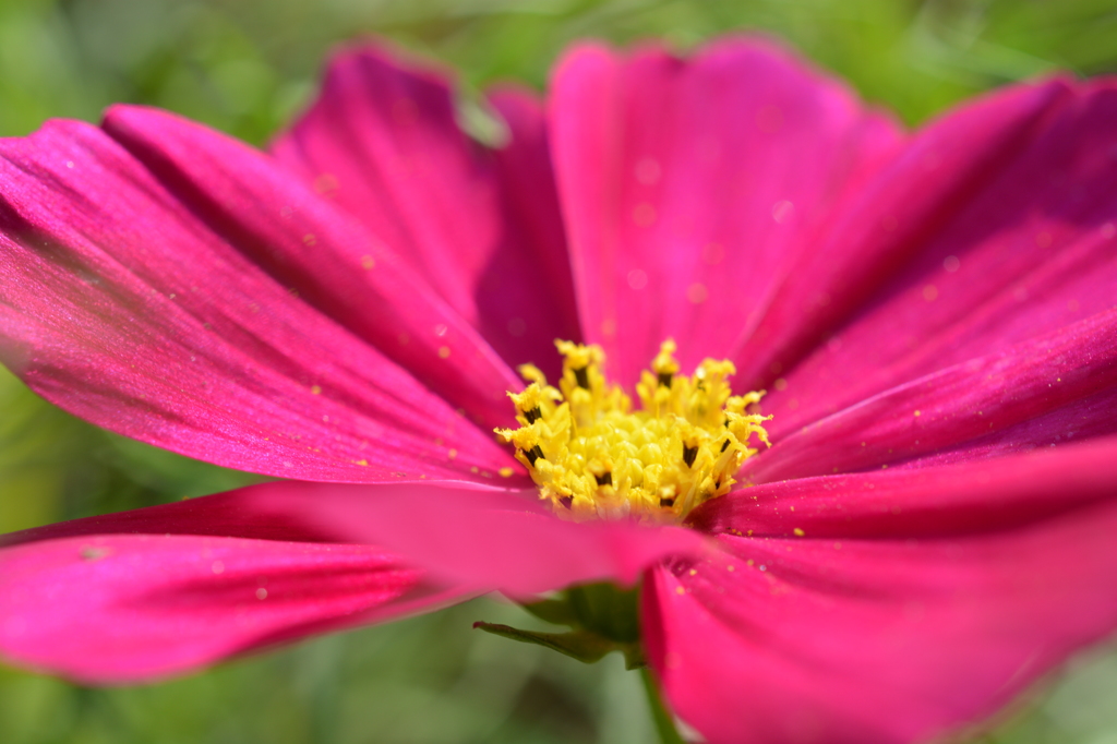 足立区大谷田南公園の花