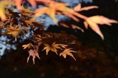 早朝の紅葉