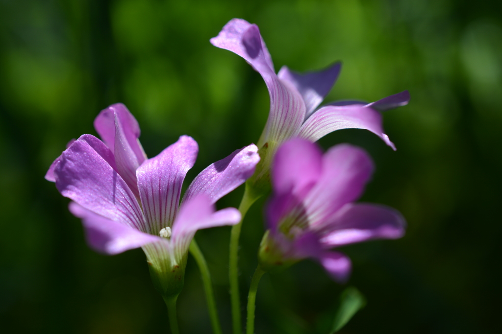 ムラサキカタバミ