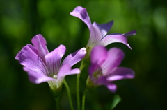 ムラサキカタバミ