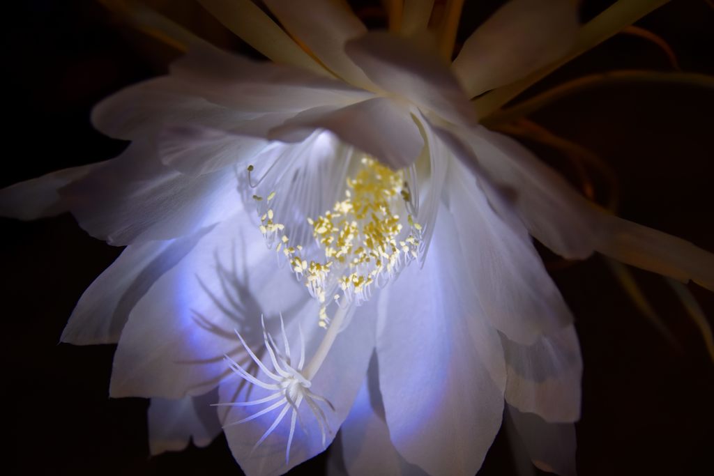 ひっそりと咲く花-2