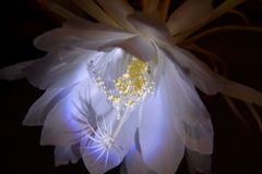 ひっそりと咲く花-2