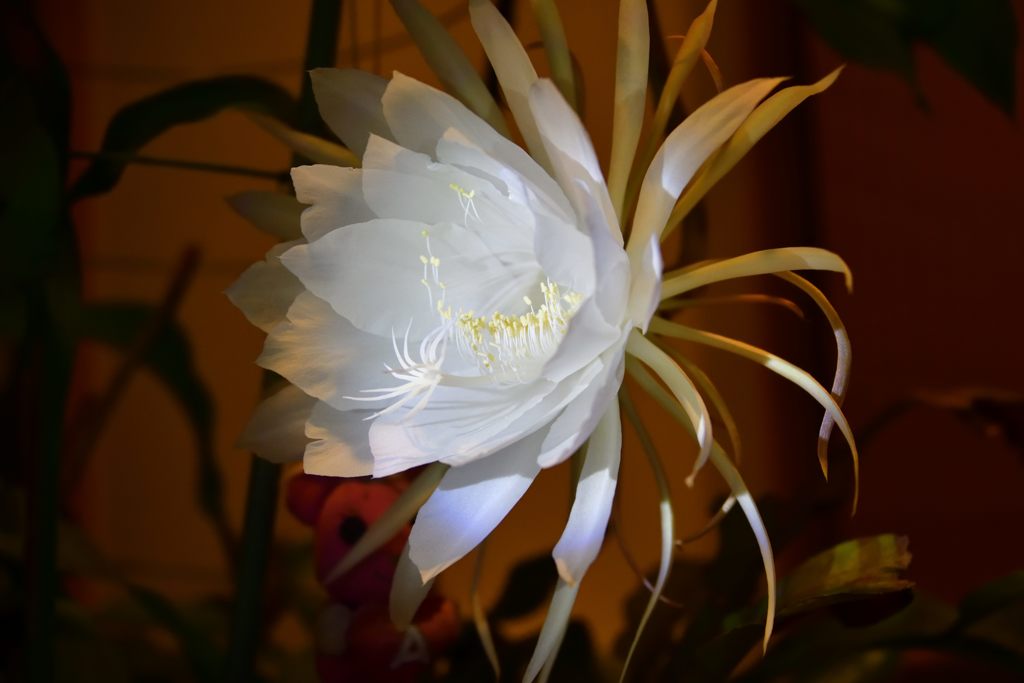 ひっそりと咲く花