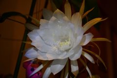 ひっそりと咲く花-3