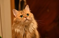 獲物を見つめる猫ちゃん