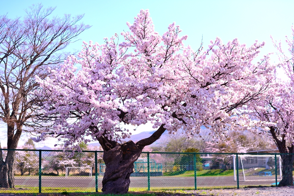 校庭の桜